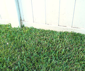 Grass Seed Mat a 59,99€